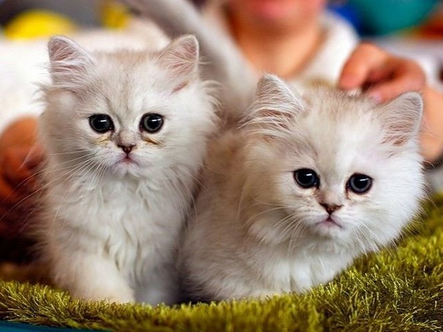 Породы кошек в Ардатове | ЗооТом портал о животных