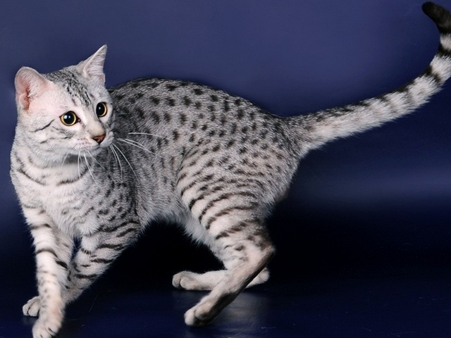Породы кошек в Ардатове | ЗооТом портал о животных