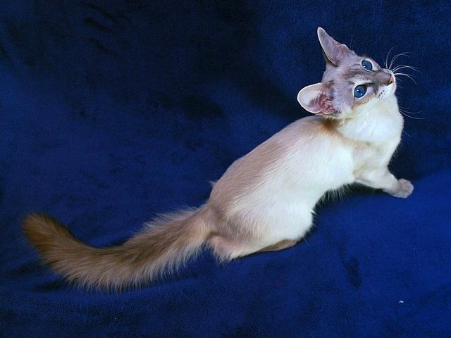 Выведенные породы кошек в Ардатове | ЗооТом портал о животных