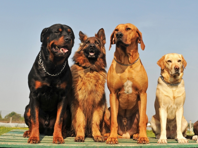 Крупные породы собак в Ардатове | ЗооТом портал о животных