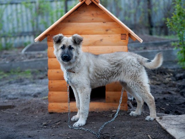 Все о собаках в Ардатове Все о собаках в Ардатове
